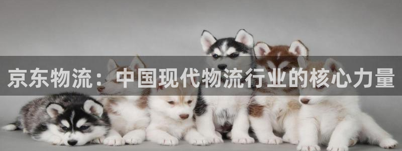 旺财28自行车图片大全：京东物流：中