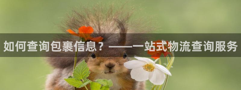 旺财28官方：如何查询包裹信息？——一站式物流查询服务