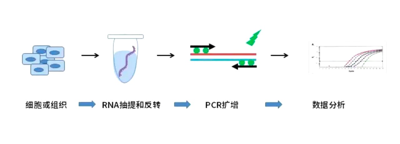 荧光定量PCR尝试过程 荧光定量PCR尝试过程