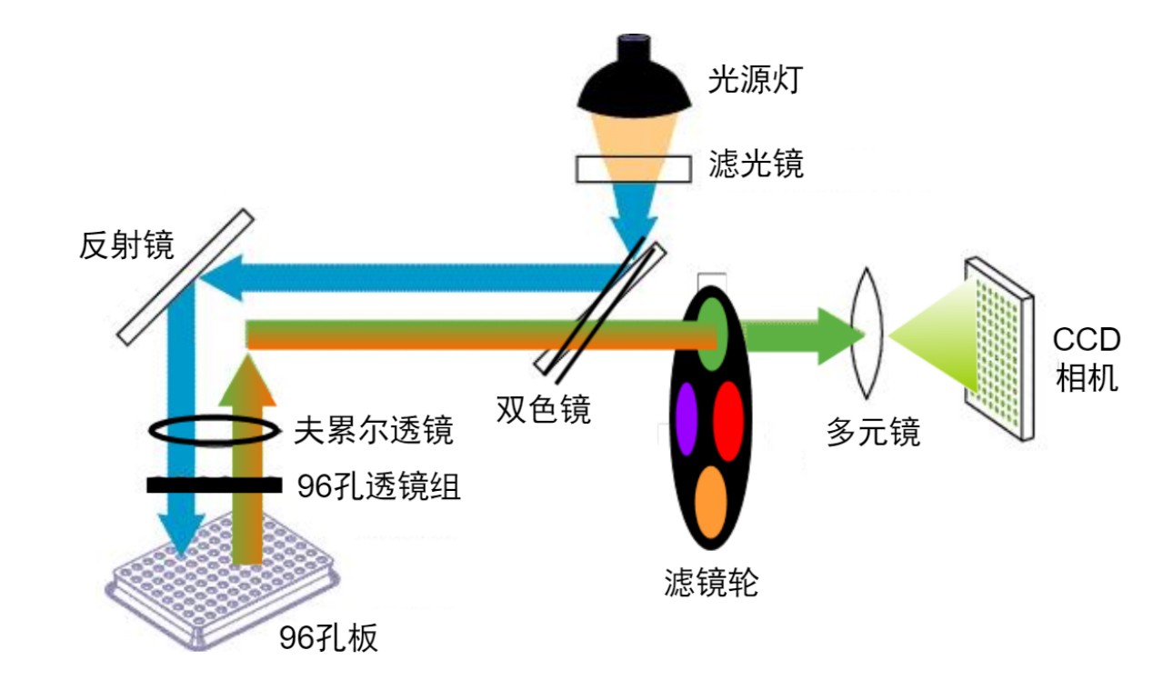 荧光定量PCR光路图 荧光定量PCR光路图