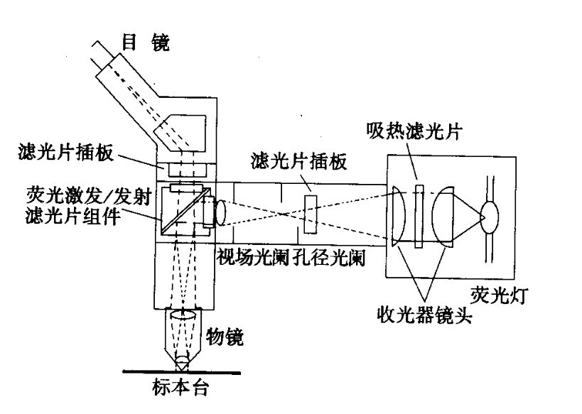 荧鲜明微镜光学道理