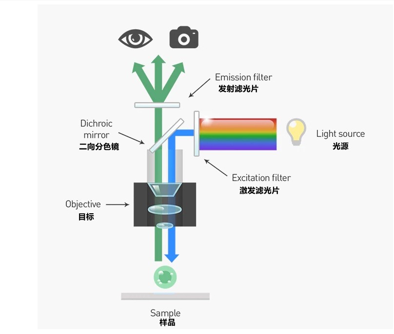 荧鲜明微镜光学系统工作道理