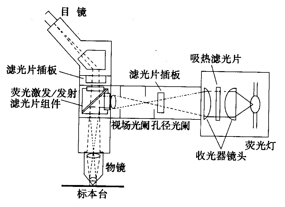 荧鲜明微镜光学系统
