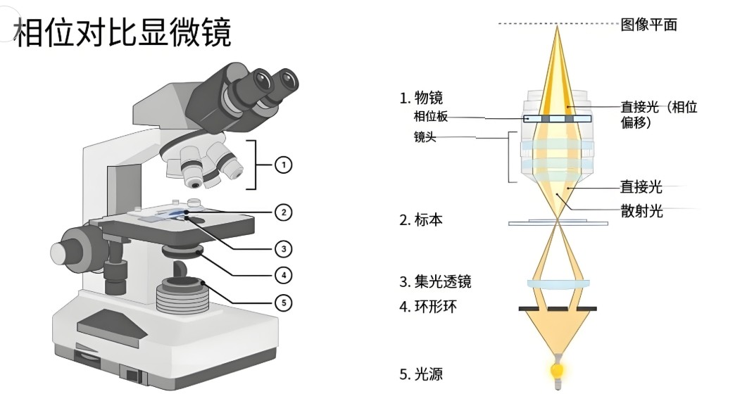 相差显微镜工作道理