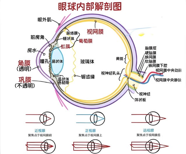 视网膜眼科中分歧波长滤光片的利用 视网膜眼科中分歧波长滤光片的利用