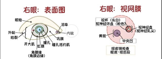 眼睛视网膜 眼睛视网膜