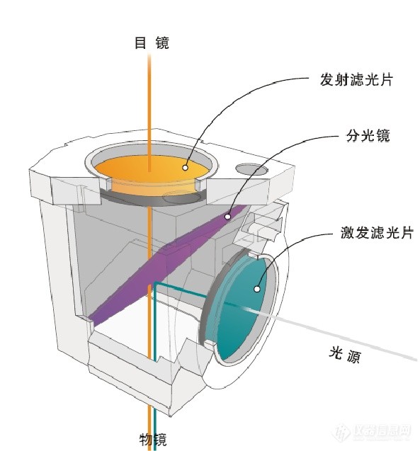荧光成像结构