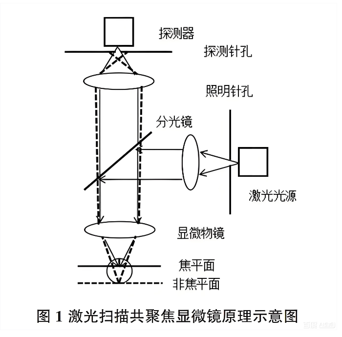 激光扫描共聚焦显微镜道理示意图