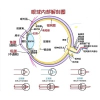 视网膜眼科中分歧波长滤光片的利用